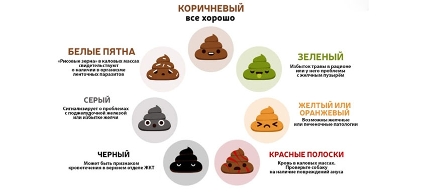 couleur des selles du chien