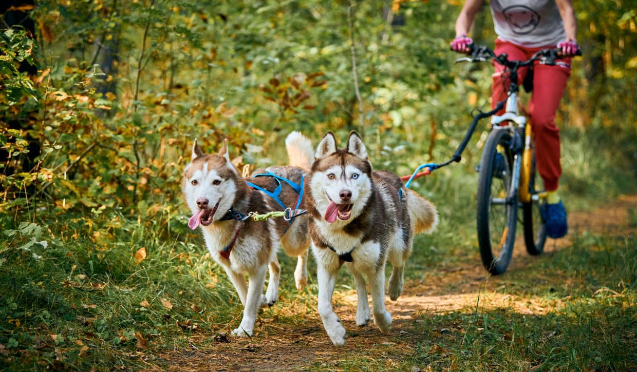 Le bikejoring est un sport pour chiens.