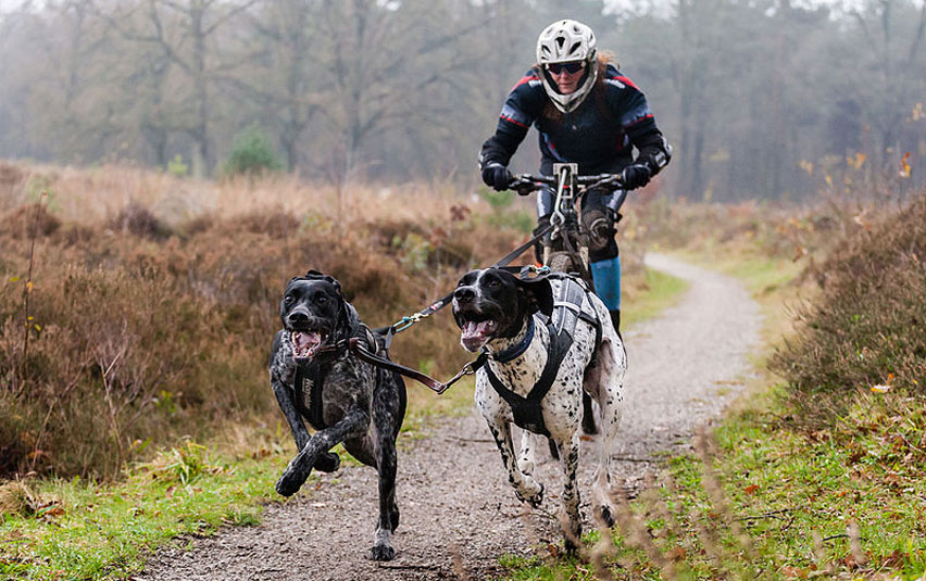 Bikejoring - quelles races sont adaptées à ce sport ?