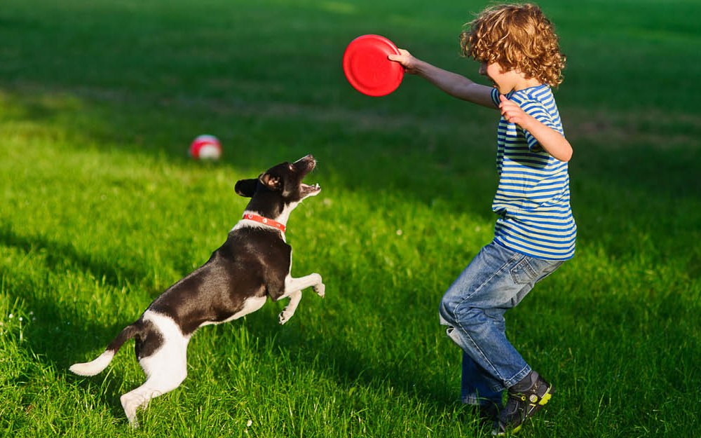 dresser un chien à jouer au frisbee