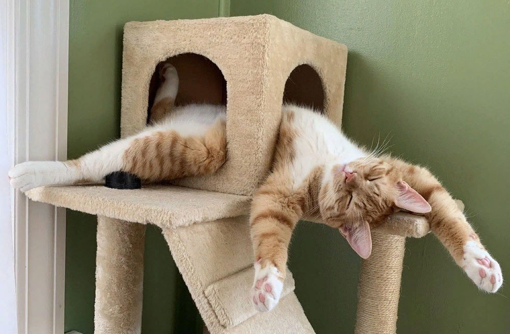 Pourquoi les chats dorment-ils dans des positions inconfortables ?