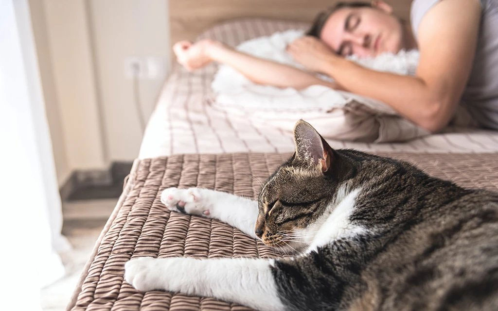 Pourquoi les chats ne dorment-ils pas avec tout le monde ?