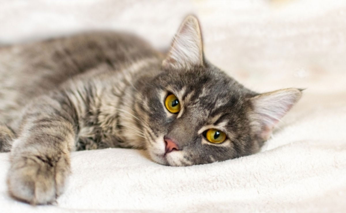 Préférences des animaux de compagnie : comment les chats choisissent où dormir