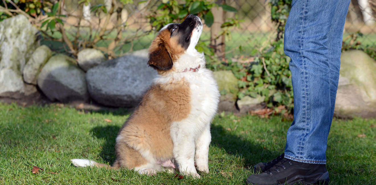 Quelle est la différence entre les commandes « Non » et « Non » ?