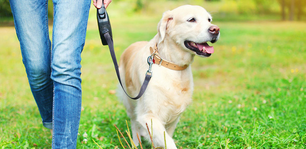 Ordres d'interdiction pour les chiens