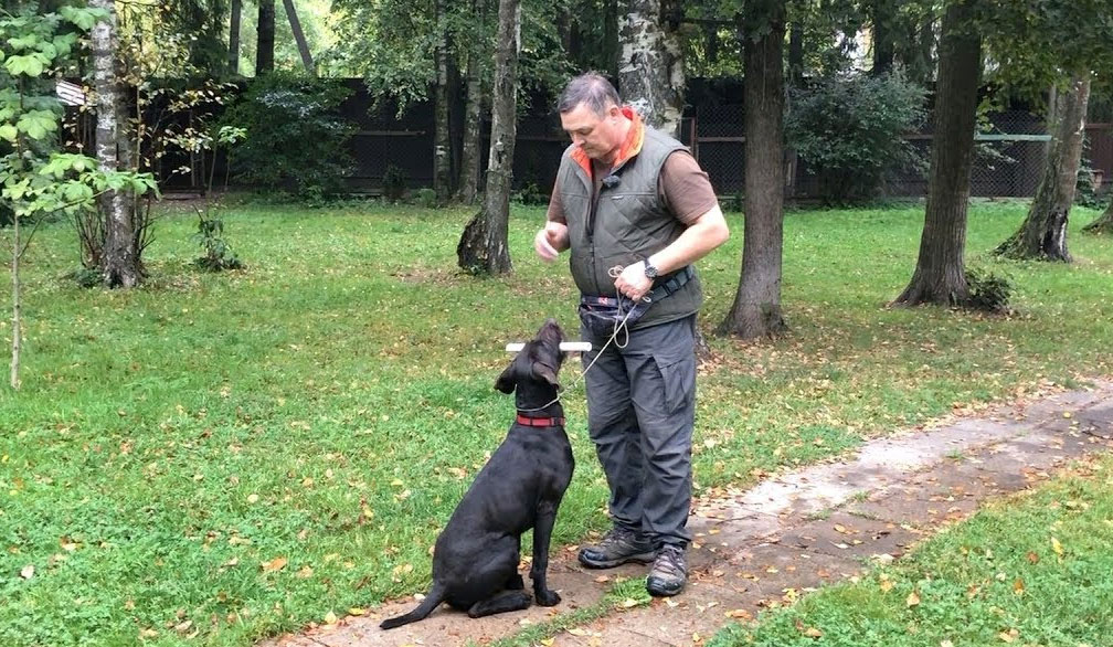 S'entraîner à l'ordre « Assis » à l'extérieur