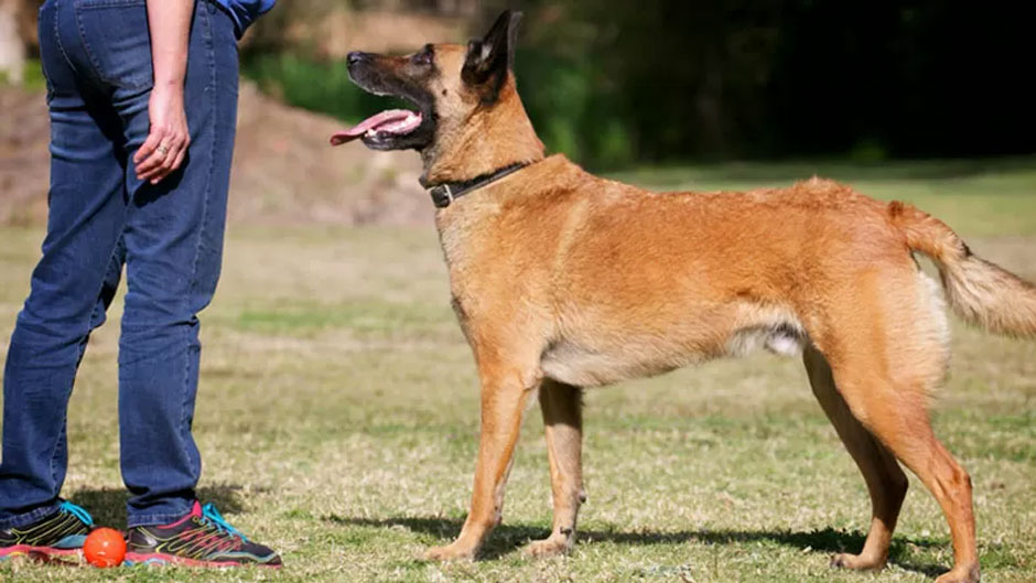 Formation étape par étape pour la commande « Debout »