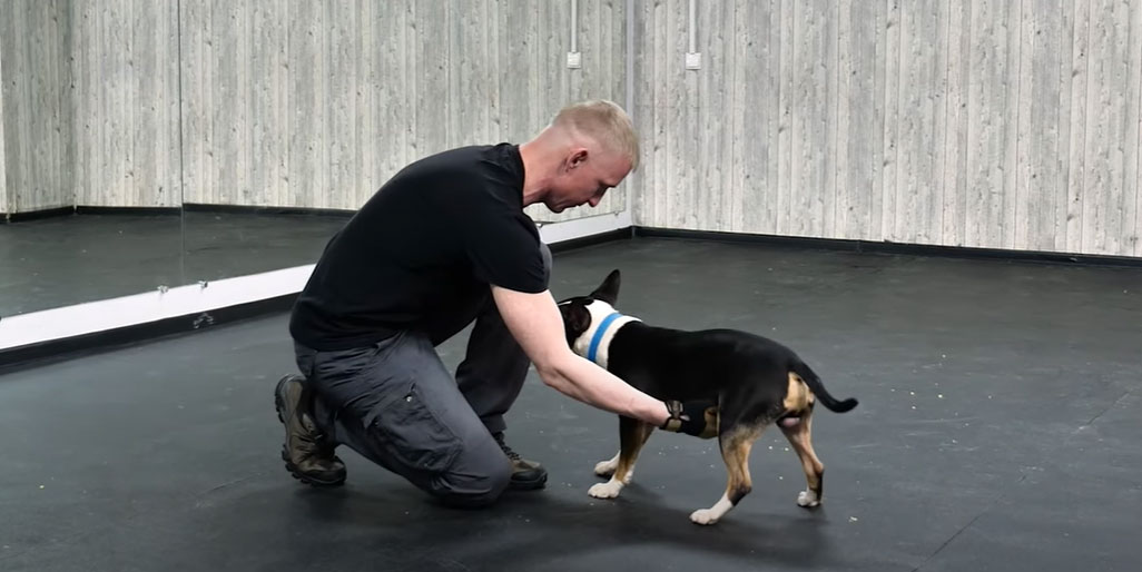 L'ordre « debout » pour un chien