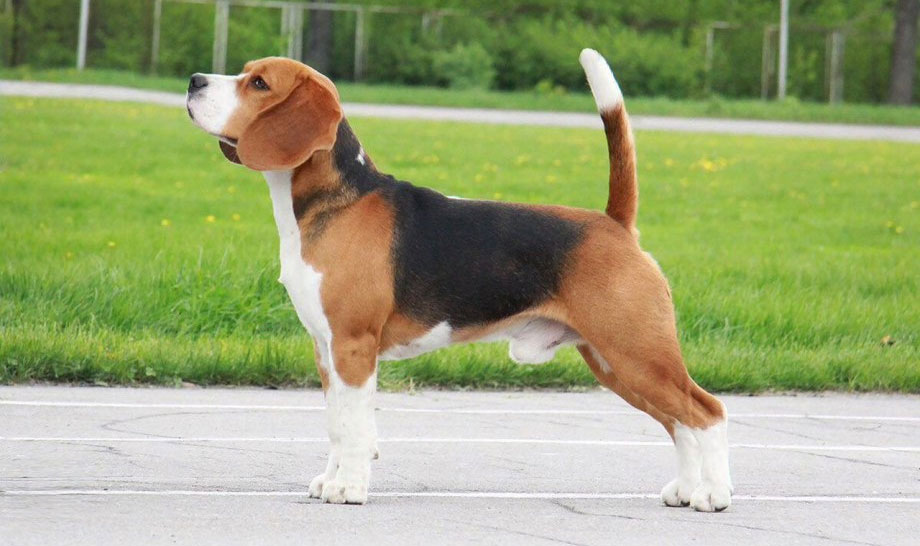 Posture correcte pour les expositions canines