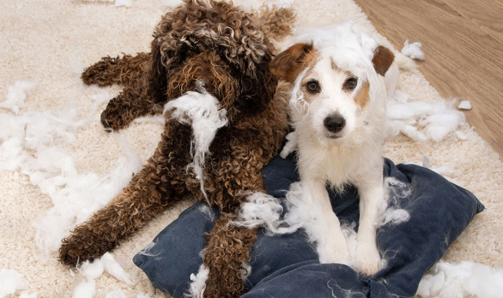 Pourquoi un chien fait-il des bêtises et comment y remédier ?