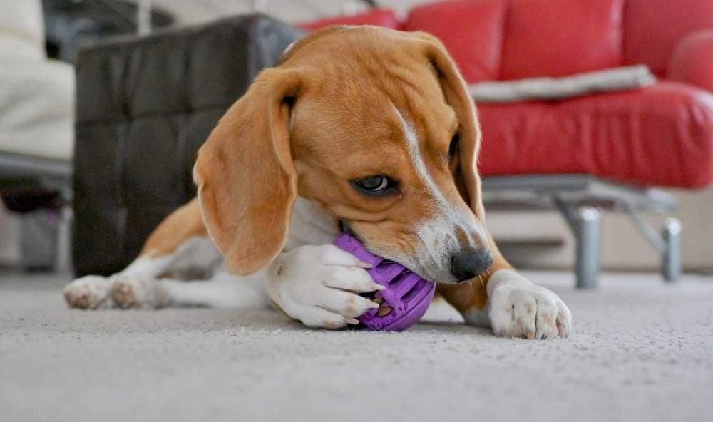 Les jouets pour chiens constituent un moyen efficace de prévenir les dommages causés aux biens de votre chien.