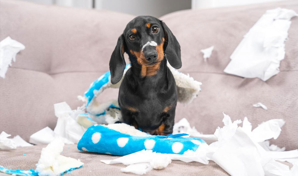 Mon chien mâche des objets en l'absence de son maître. Comment puis-je l'en empêcher ?