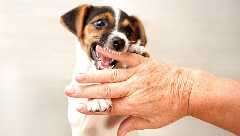 Pourquoi mon chiot mâche et mordille tout ?