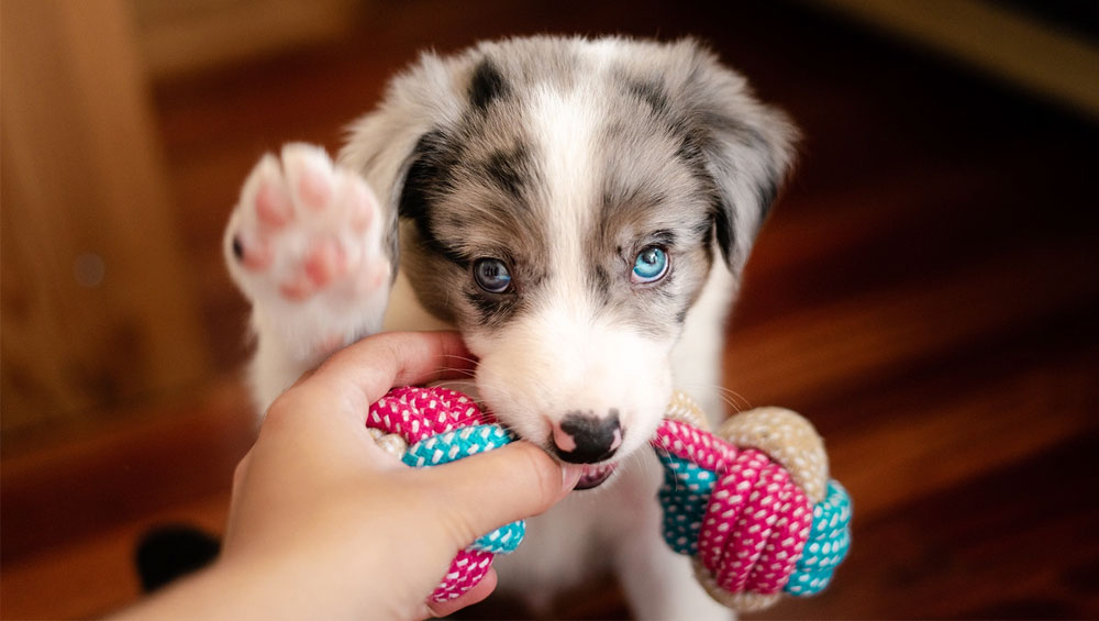 Quels jouets dois-je acheter pour que mon chien puisse se gratter les dents ?