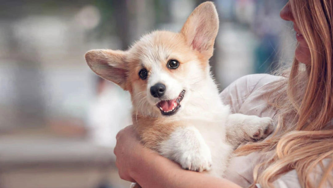 À quel âge dois-je apprendre à mon chiot à ne pas ramasser d'objets par terre ?