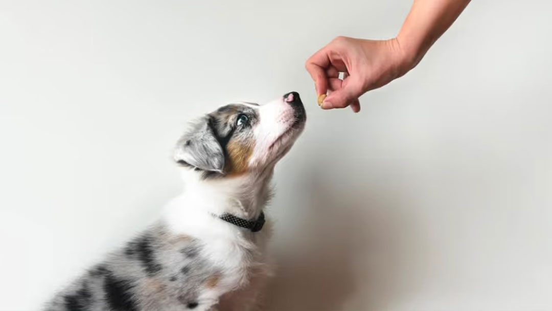 Nous apprenons au chien à ne pas ramasser les objets par terre.