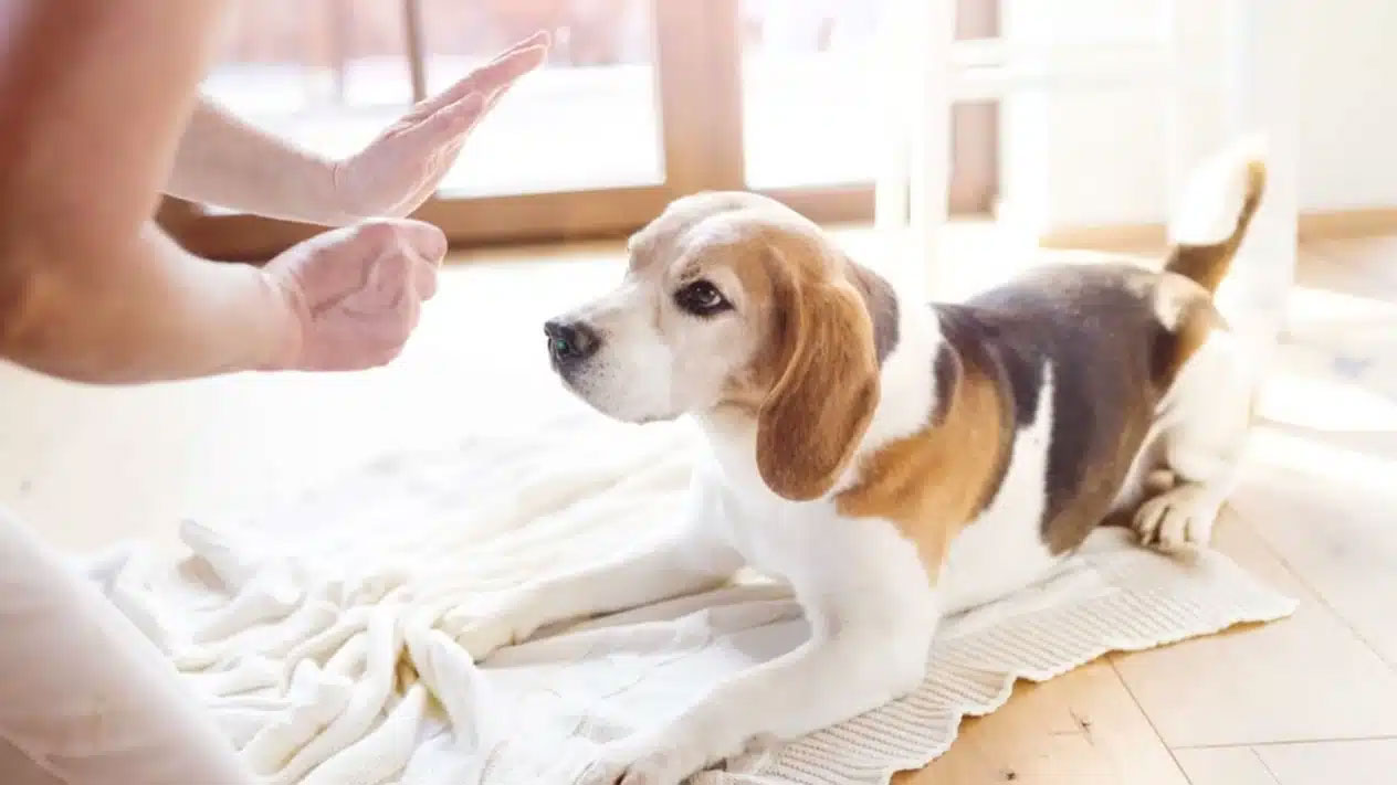 Comment empêcher un chien de quémander de la nourriture