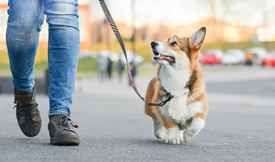 S'exercer à donner des ordres sans frapper à l'extérieur de la maison