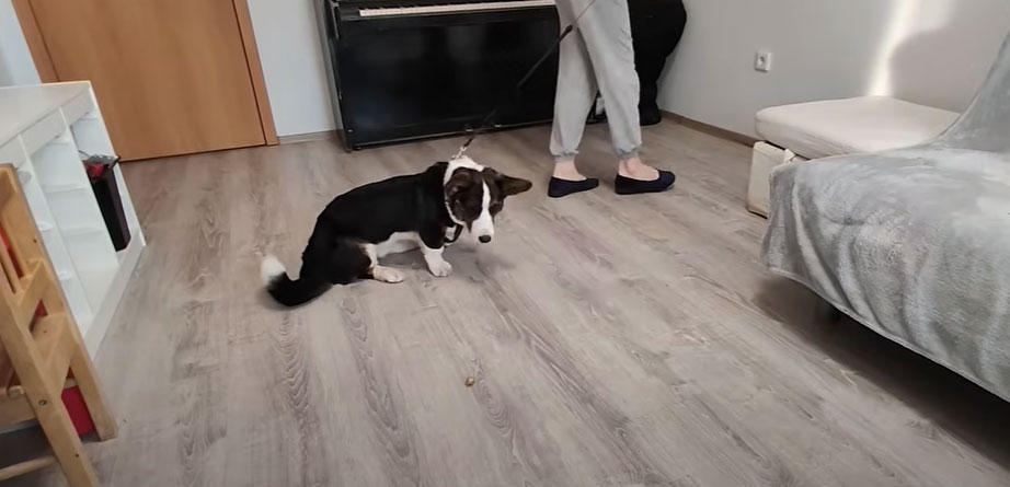 Comment apprendre à un chien à ne pas ramasser de nourriture par terre