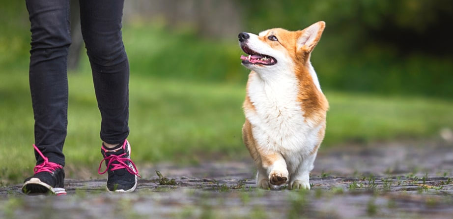 Un guide étape par étape pour apprendre à votre chien à ne pas ramasser de nourriture dans la rue.