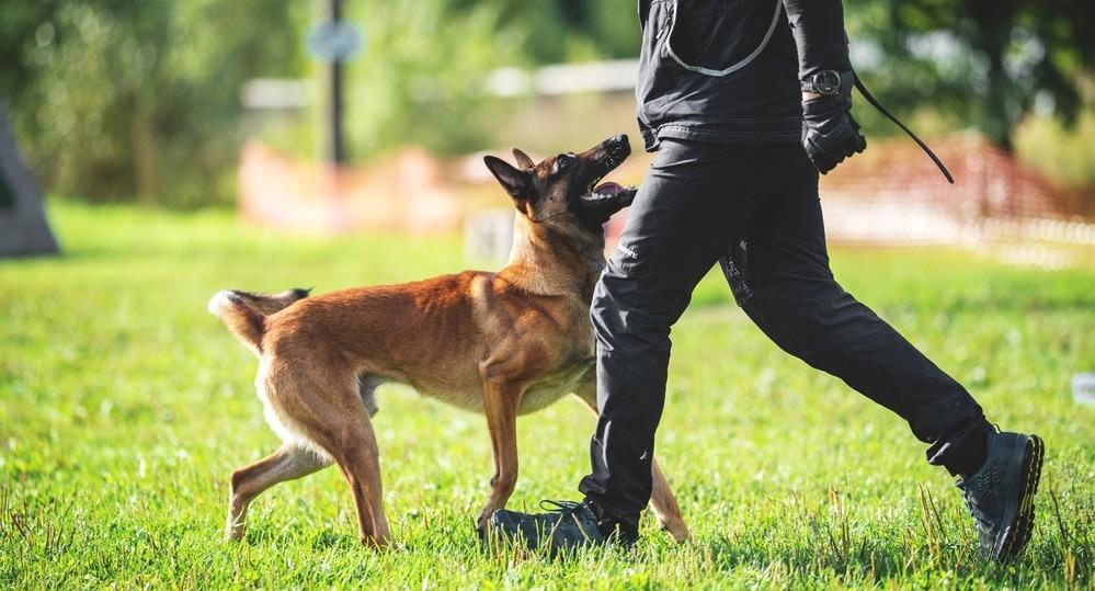 Le mondioring est un sport pour chiens.