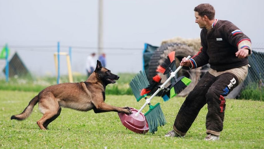 Mondioring - chien de garde