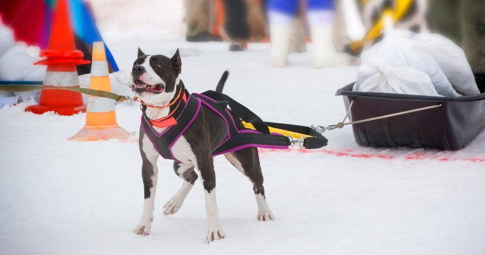 Poids tirant sur la neige