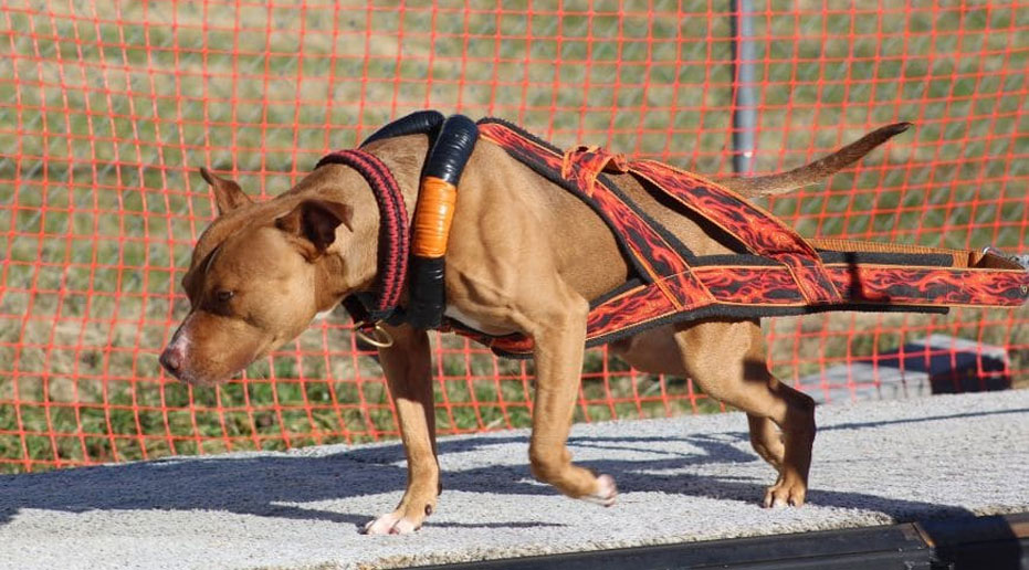 Harnais de traction de poids