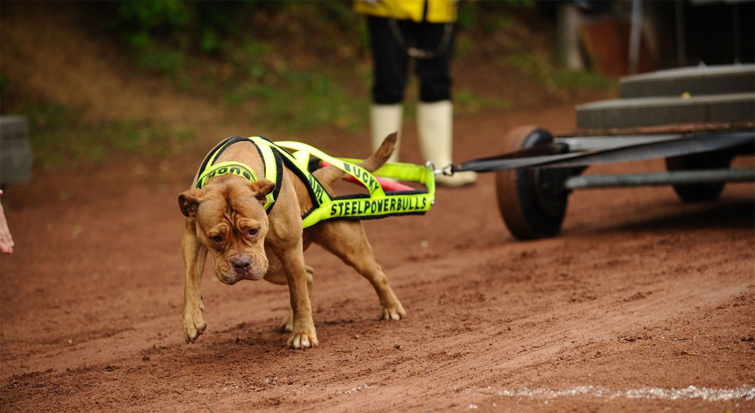 Le tir à la corde est un sport pour chiens.