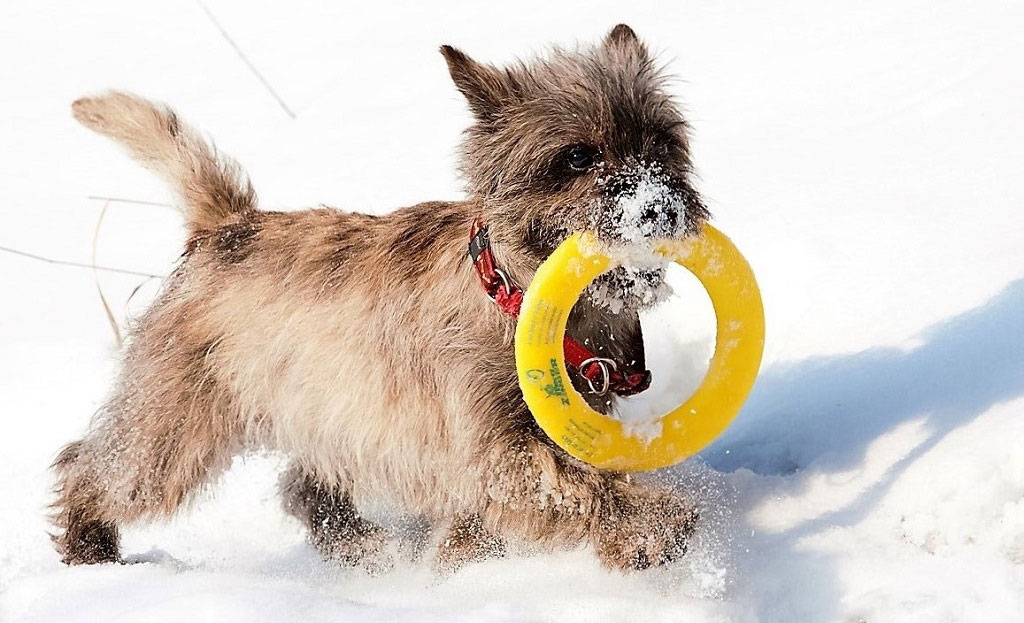 Comment apprendre à un chien à porter des objets dans sa gueule