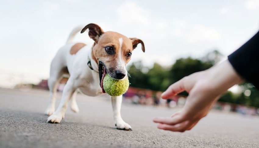 Comment apprendre à un chien à rapporter des objets - entraînement de base au rapport