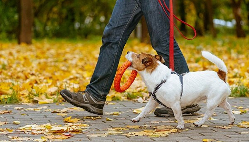 Apprendre l'ordre « Rapporte » : un guide étape par étape pour dresser un chiot ou un chien adulte