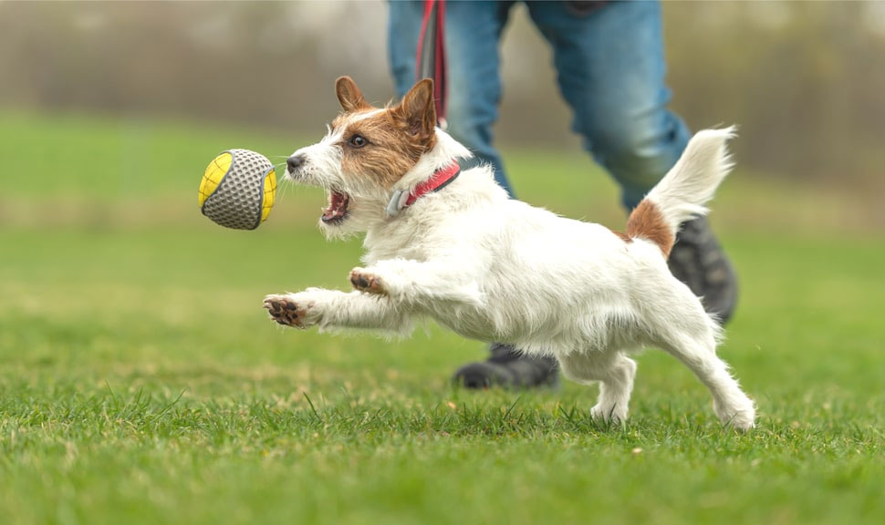 L'ordre « Rapporte » : comment l'enseigner à un chien adulte ou à un chiot