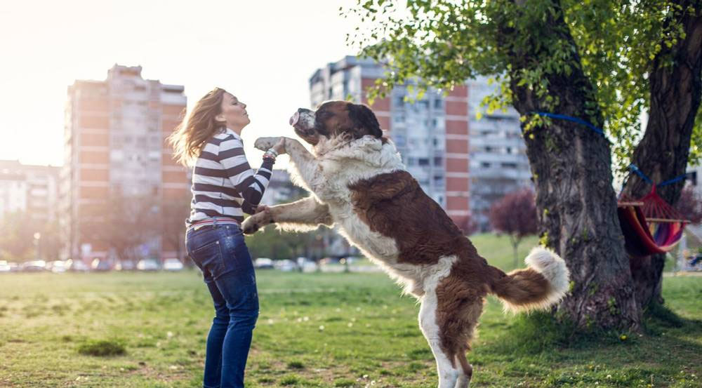 Comment empêcher un chien de sauter sur des inconnus