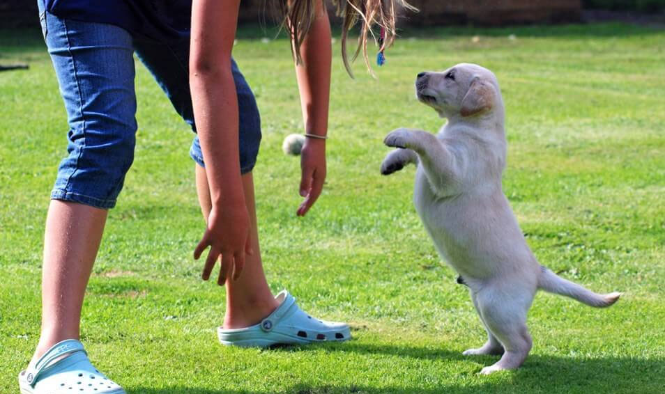 Comment empêcher un chiot de sauter sur son maître ?