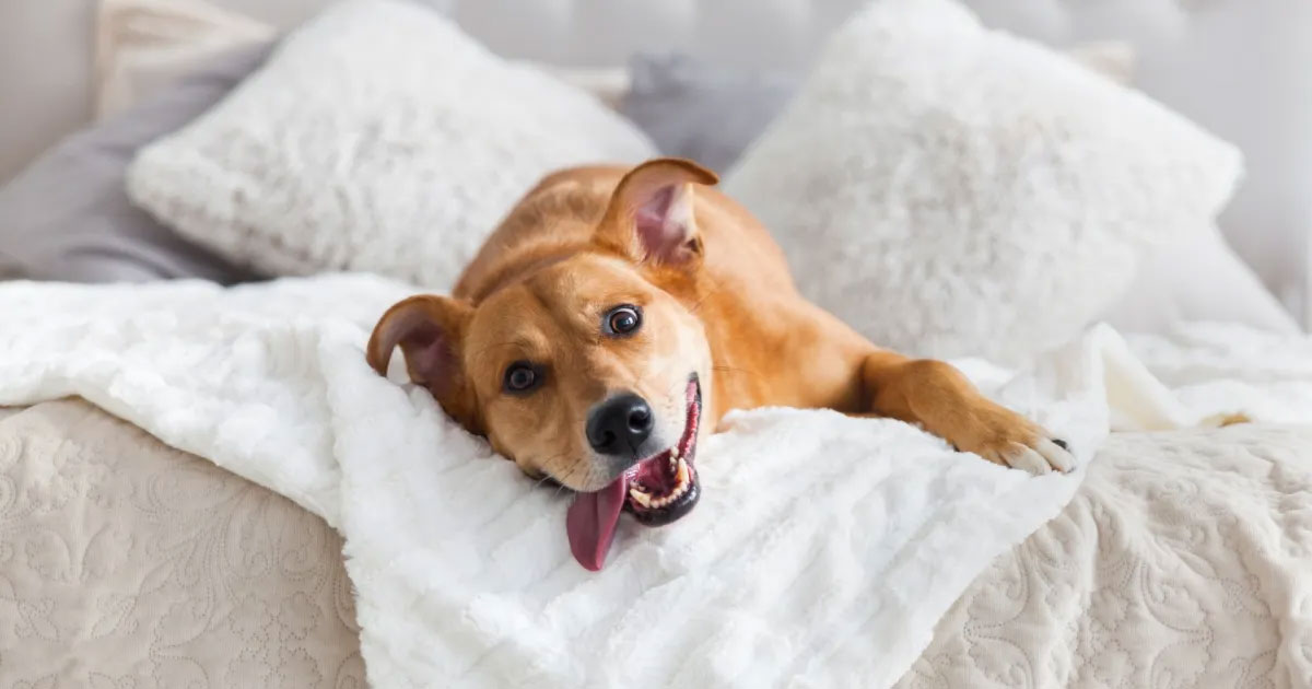 Comment empêcher un chien adulte de dormir sur le lit