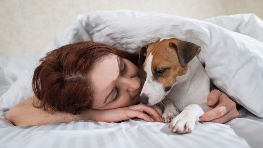 Comment empêcher un chien de dormir sur le lit de son maître la nuit et de monter sur le canapé pendant la journée ?
