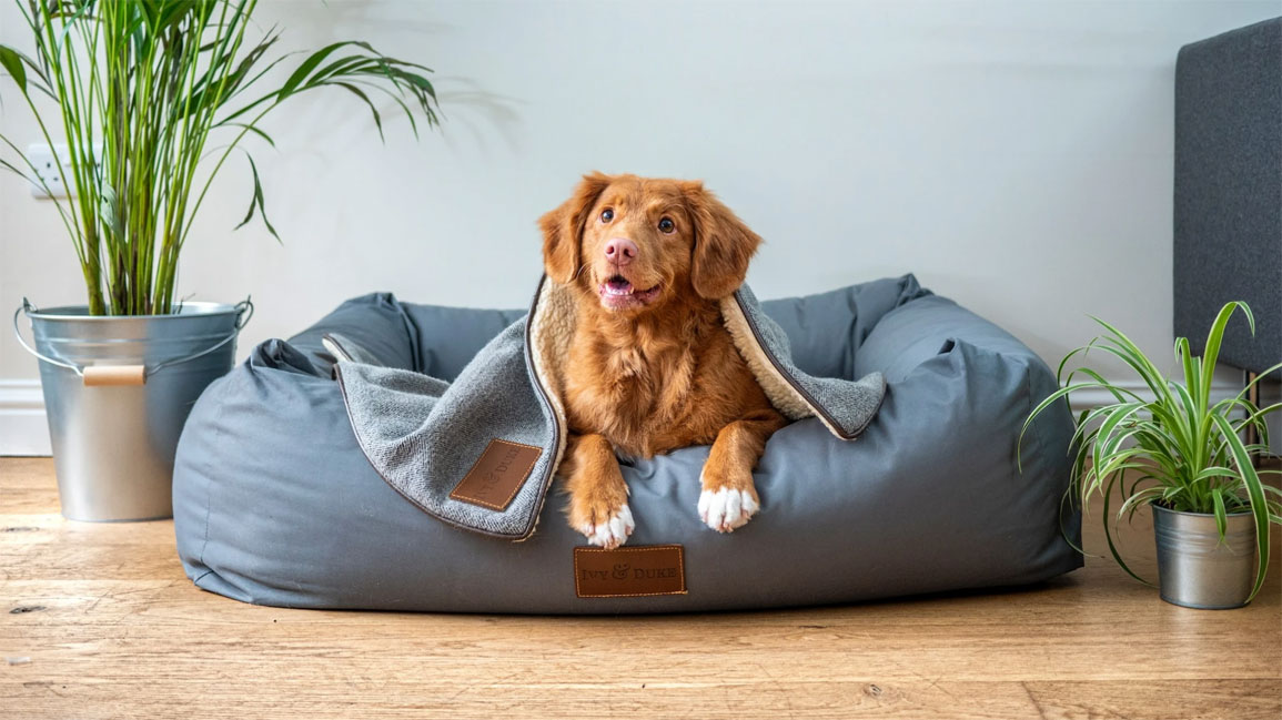 Comment sevrer un chien du panier et l'habituer à un autre endroit