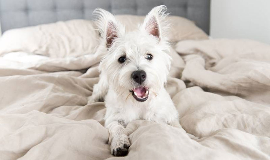 Comment empêcher un chien de monter sur le lit en l'absence de son maître ?