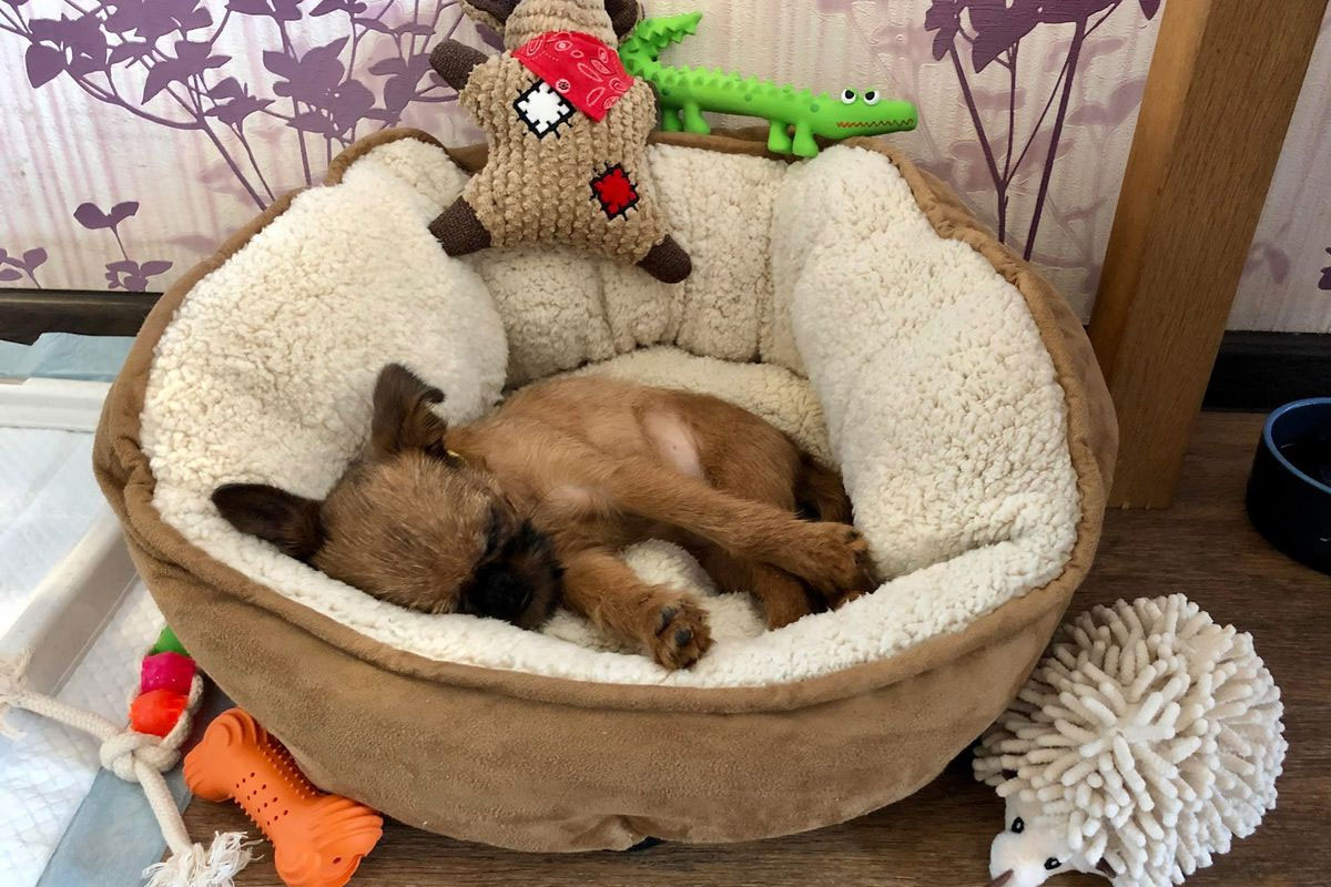 Dresser un chiot (lui apprendre à rester à sa place)