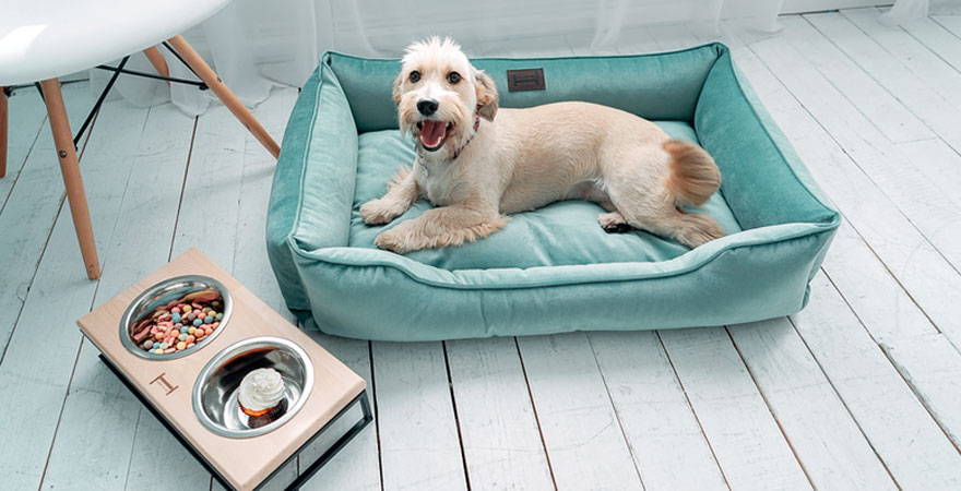 Les principales étapes de l'apprentissage de l'obéissance d'un chien à un endroit