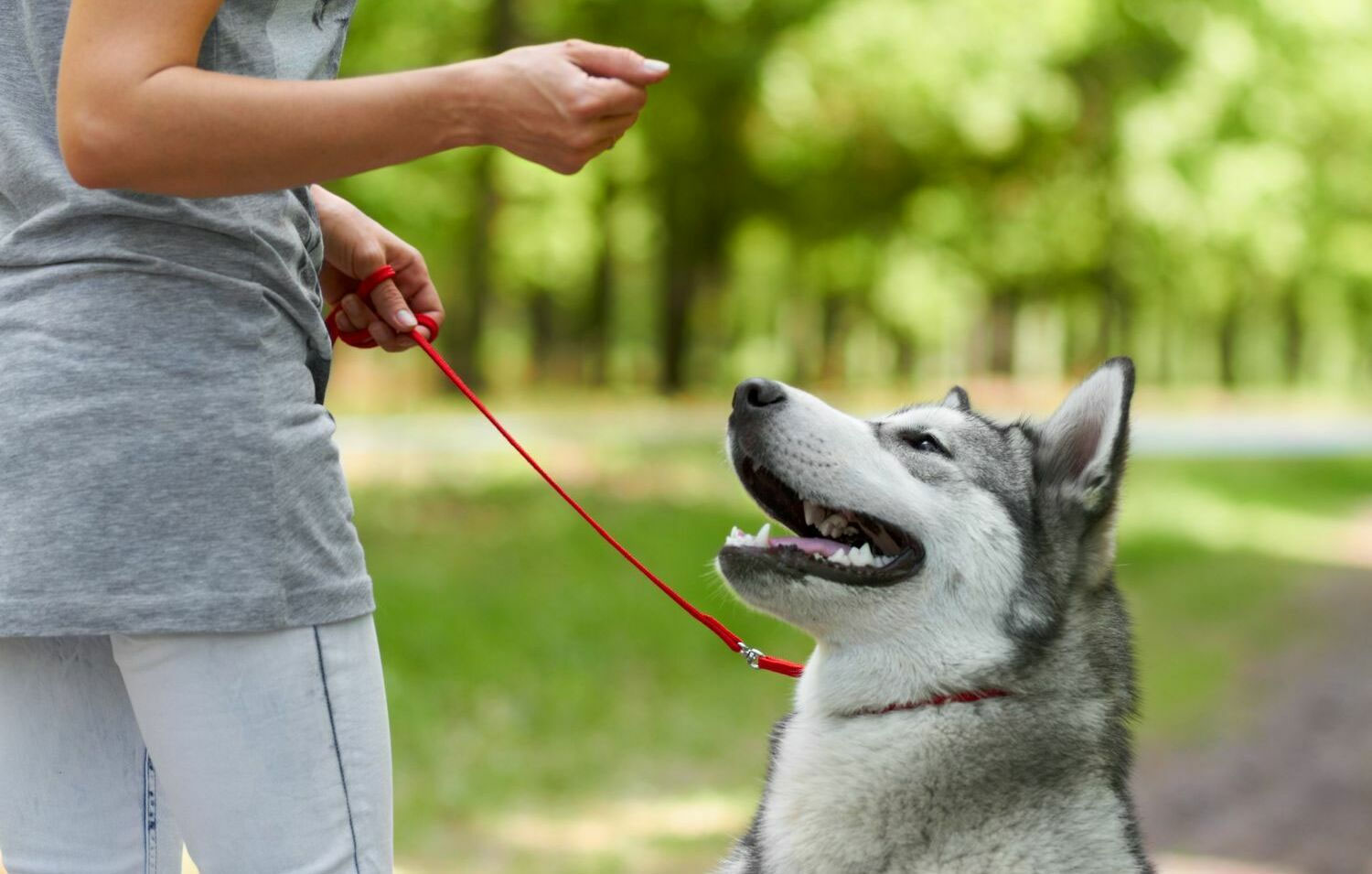 Corriger le comportement du chien et pratiquer l'obéissance