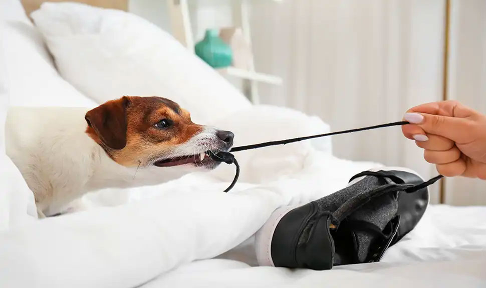 Causes des problèmes de comportement chez le chien