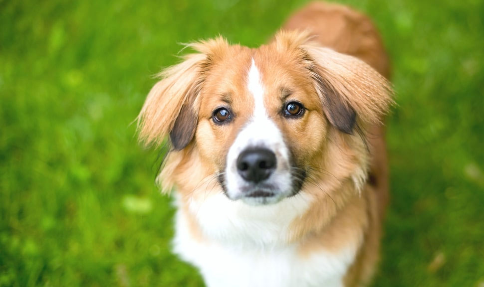 Correction comportementale chez le chien : conseils d’un éducateur canin