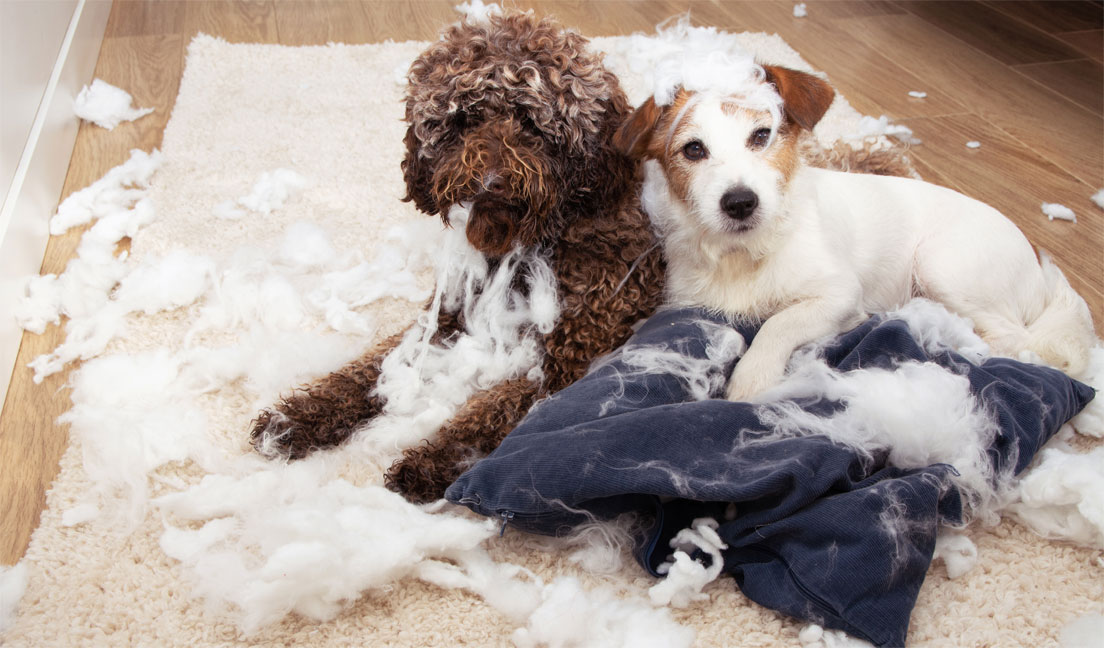 Comment corriger les mauvais comportements de son chien