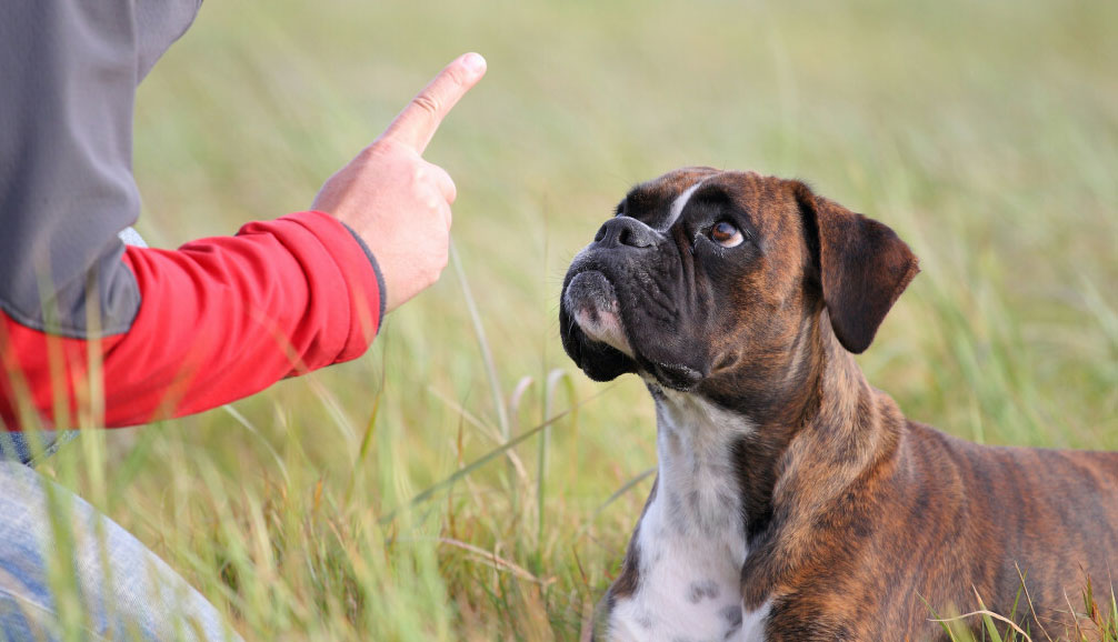 Comment punir correctement un chien