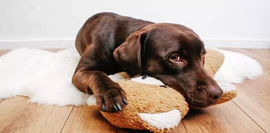 Comment ne pas punir un animal de compagnie