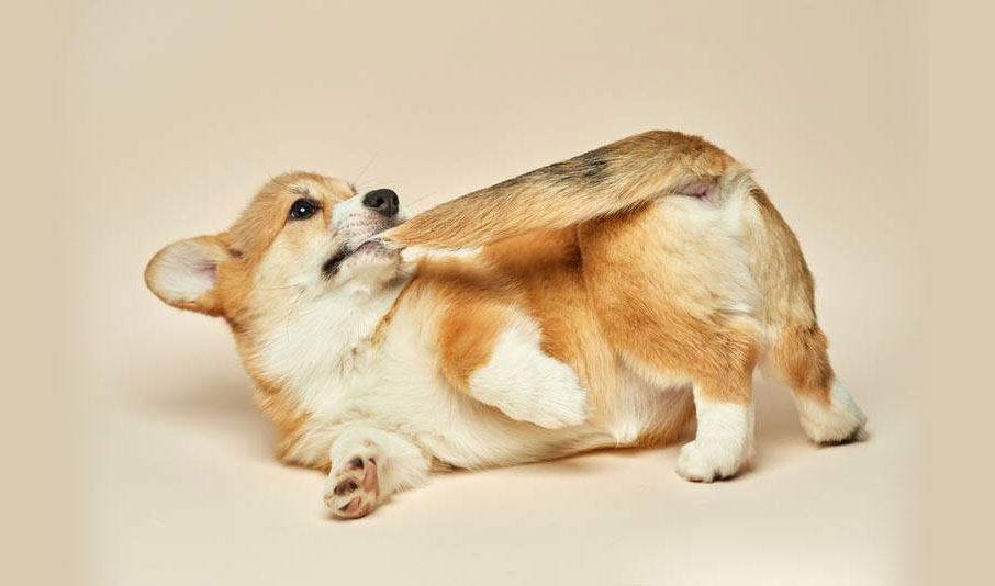 Pourquoi les chiens jouent-ils avec leur queue ?