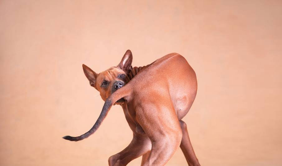 Raisons pour lesquelles un chien peut constamment se courir après la queue