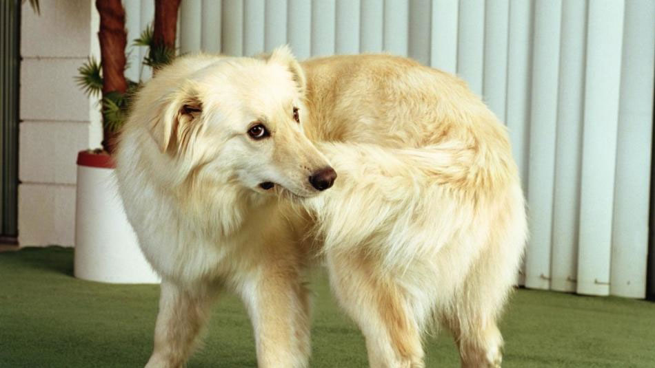 Troubles psychologiques chez les chiens